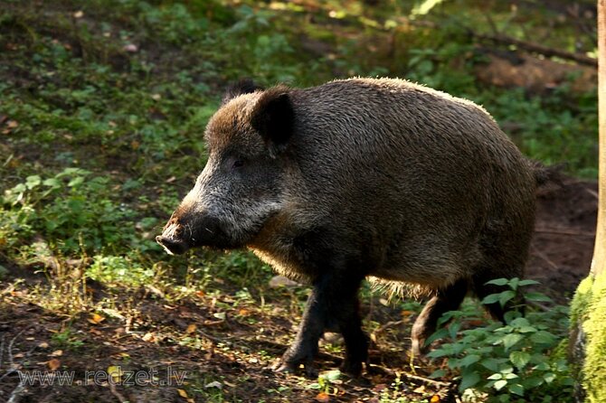 Day trip to Gauja National Park: animals, castles and a cave - From Riga to Ligatne’s old mill village