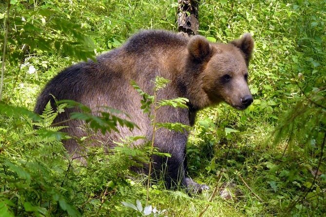 Day trip to Gauja National Park: animals, castles and a cave - Walking the 4 km Ligatne Nature Trails