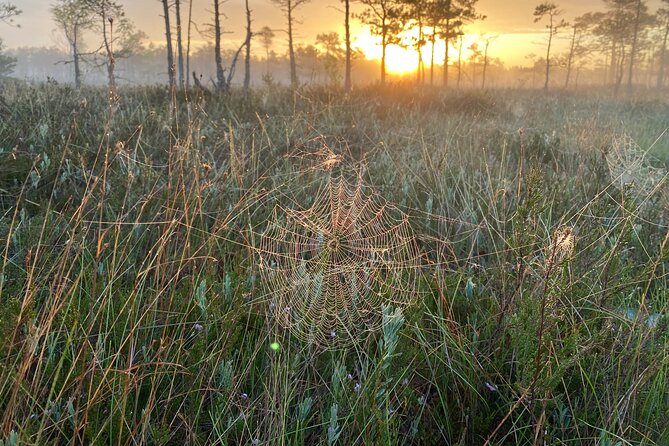 From Riga: Kemeri Bog Boardwalk and Jurmala Seaside - Who will enjoy this Riga day trip