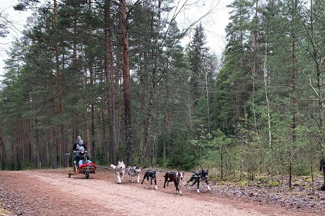 Husky dog sled/bike kart ride in Latvia ~ 3h group tour from Riga - Walking and views at Ogres Zilie Kalni