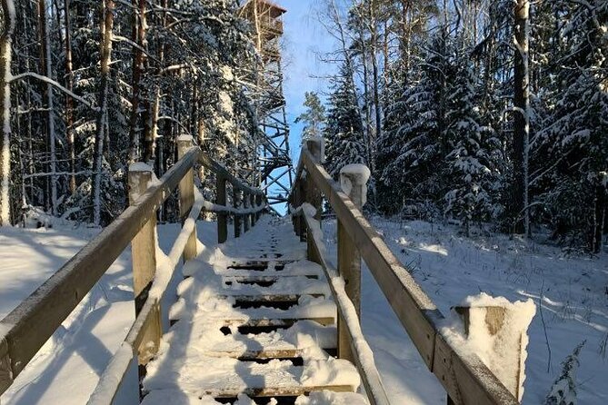 Husky dog sled/bike kart ride in Latvia ~ 3h group tour from Riga - Three kilometers through the conifer forest