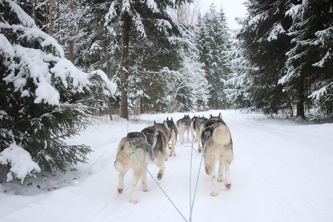 Husky Dog Sledding Tour From Riga - From Riga streets to a husky track near Salaspils