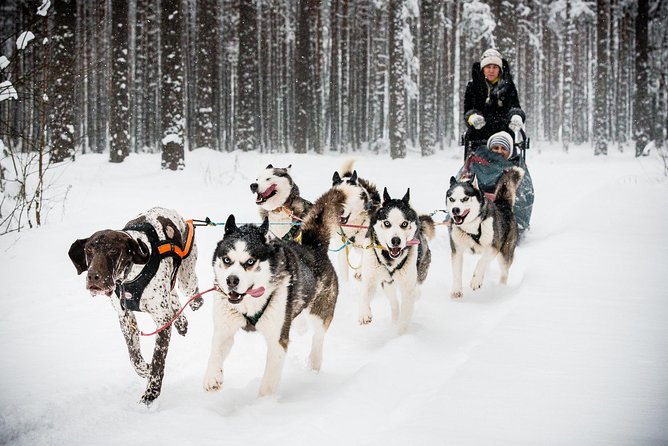 Husky Dog Sledding Tour From Riga - Meeting the dogs before taking the reins