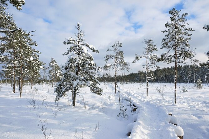 Husky Dog Sledding Tour From Riga - Hot drinks, snacks, and a Latvian winter pause