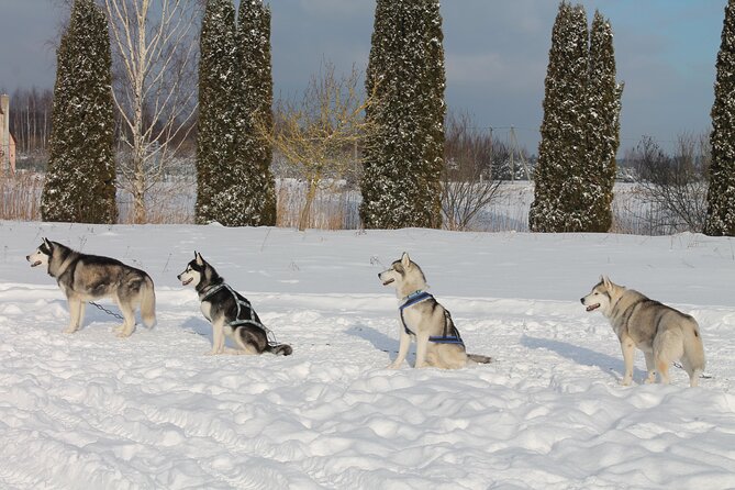 Husky Dog Sledding Tour From Riga - The forest walk near Great Kangari or Blue Hill