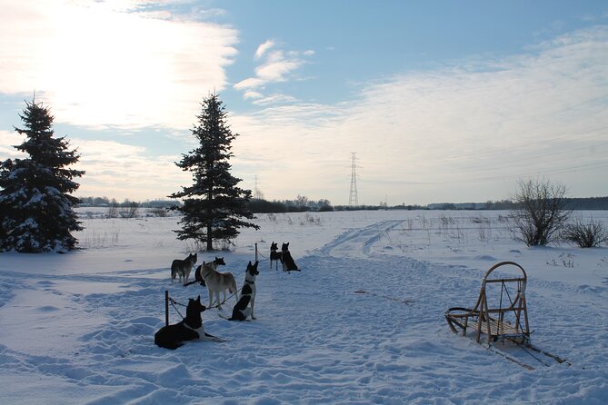 Husky Dog Sledding Tour From Riga - Who will enjoy this most