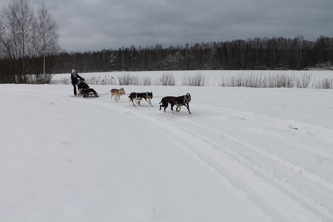 Husky Dog Sledding Tour From Riga - Practical booking advice for a smoother day