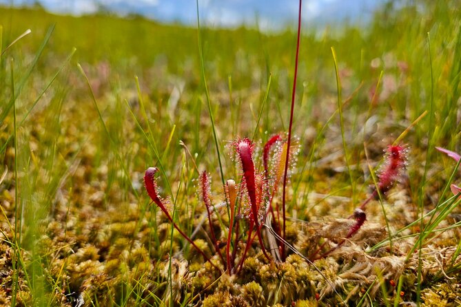 Ķemeri Great Bog Discovery With Optional Sunrise & Jūrmala Visit - Why Ķemeri Great Bog is worth leaving Riga for