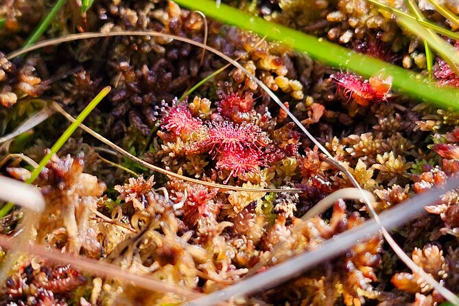 Ķemeri Great Bog Discovery With Optional Sunrise & Jūrmala Visit - Who will get the most from this tour?
