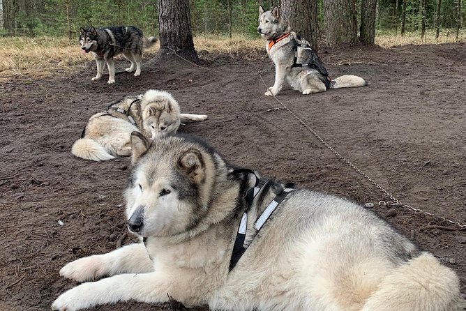 Ultimate Husky dog sledding experience in Latvia - Private tour from Riga - Warm drinks, cookies, and local touches