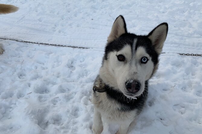 Ultimate Husky dog sledding experience in Latvia - Private tour from Riga - What the $168.20 price buys you