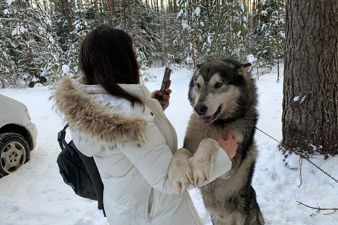 Ultimate Husky dog sledding experience in Latvia - Private tour from Riga - Who will enjoy this most