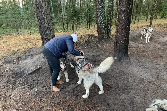 Ultimate Husky dog sledding experience in Latvia - Private tour from Riga - Should you book the husky tour from Riga?